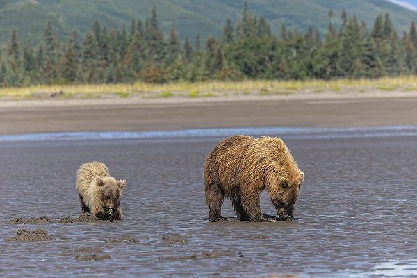 Jones, Adam 아티스트의 Adult female grizzly bear and cub clamming-Lake Clark National Park and Preserve-Alaska작품입니다.